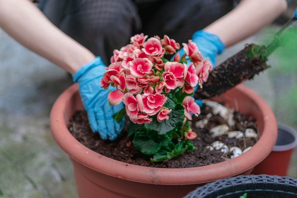 When to Plant Begonias JParkers