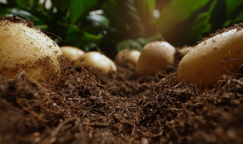 How to Plant Seed Potatoes JParkers