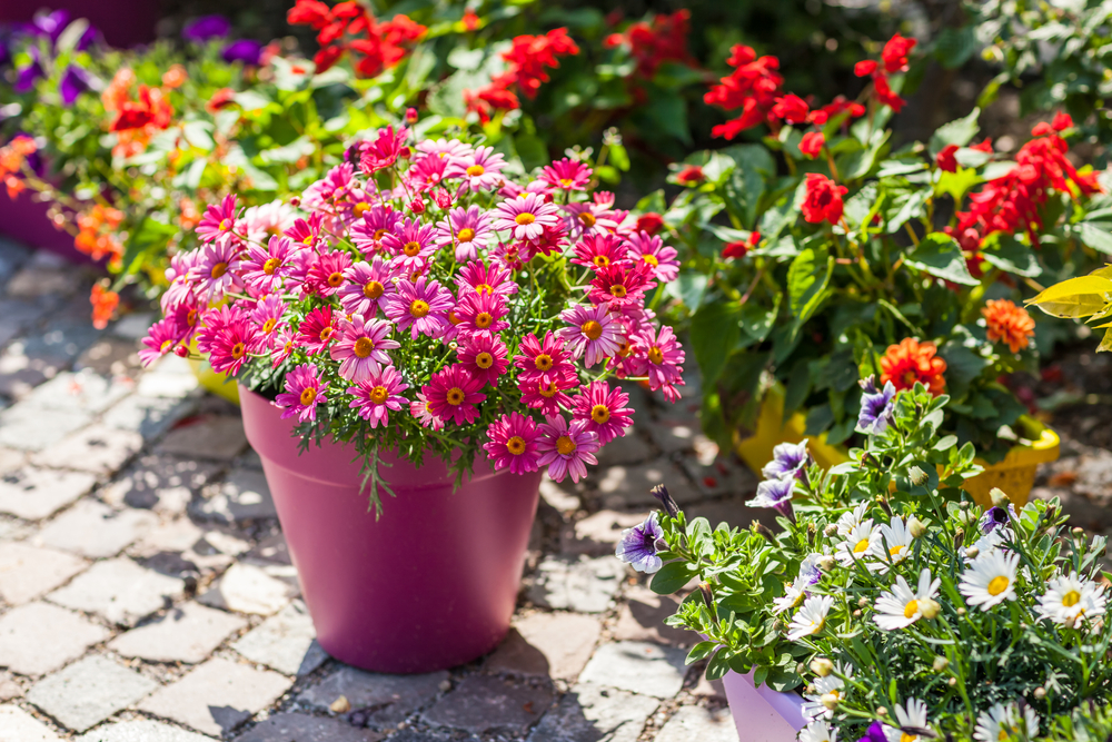 Pink flower pot that's full of pink daisies