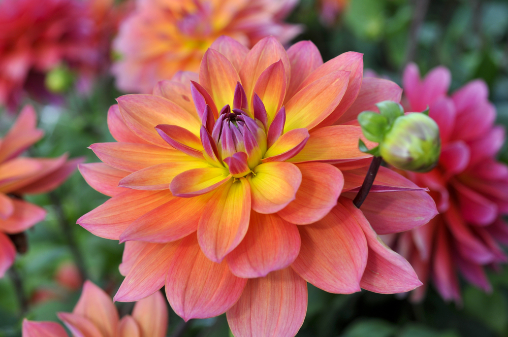 Our Complete Guide To Planting Dahlia Tubers - JParkers