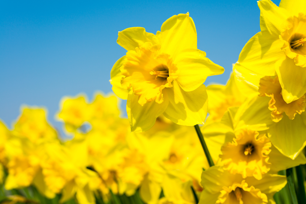 bight yellow daffodils with the sky in the background bight yellow daffodils with the sky in the background