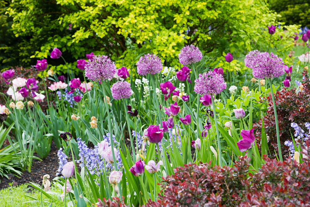 The Best Spring Flower Combinations JParkers