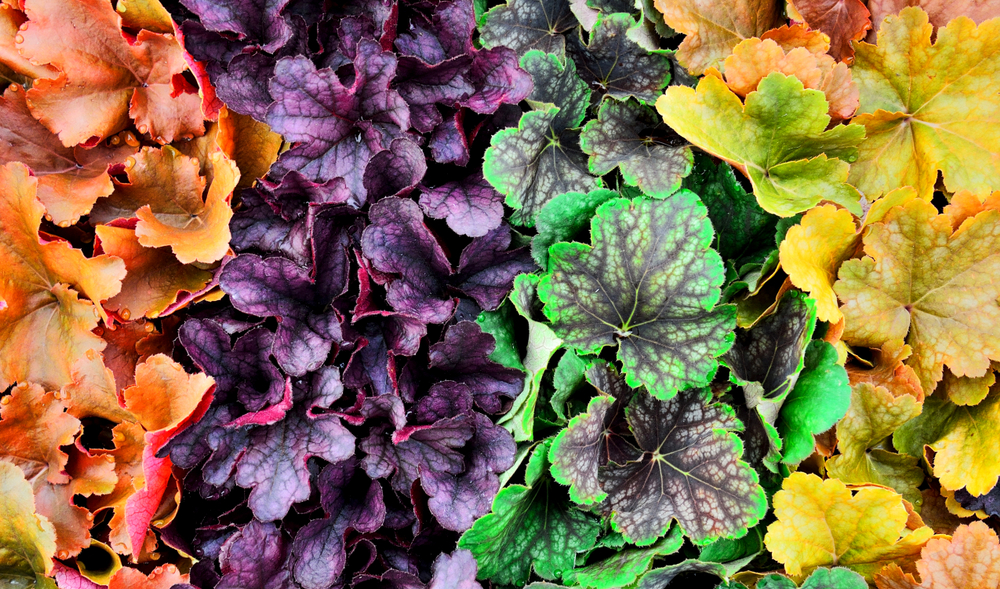 Image of Euphorbia and heuchera companion plants