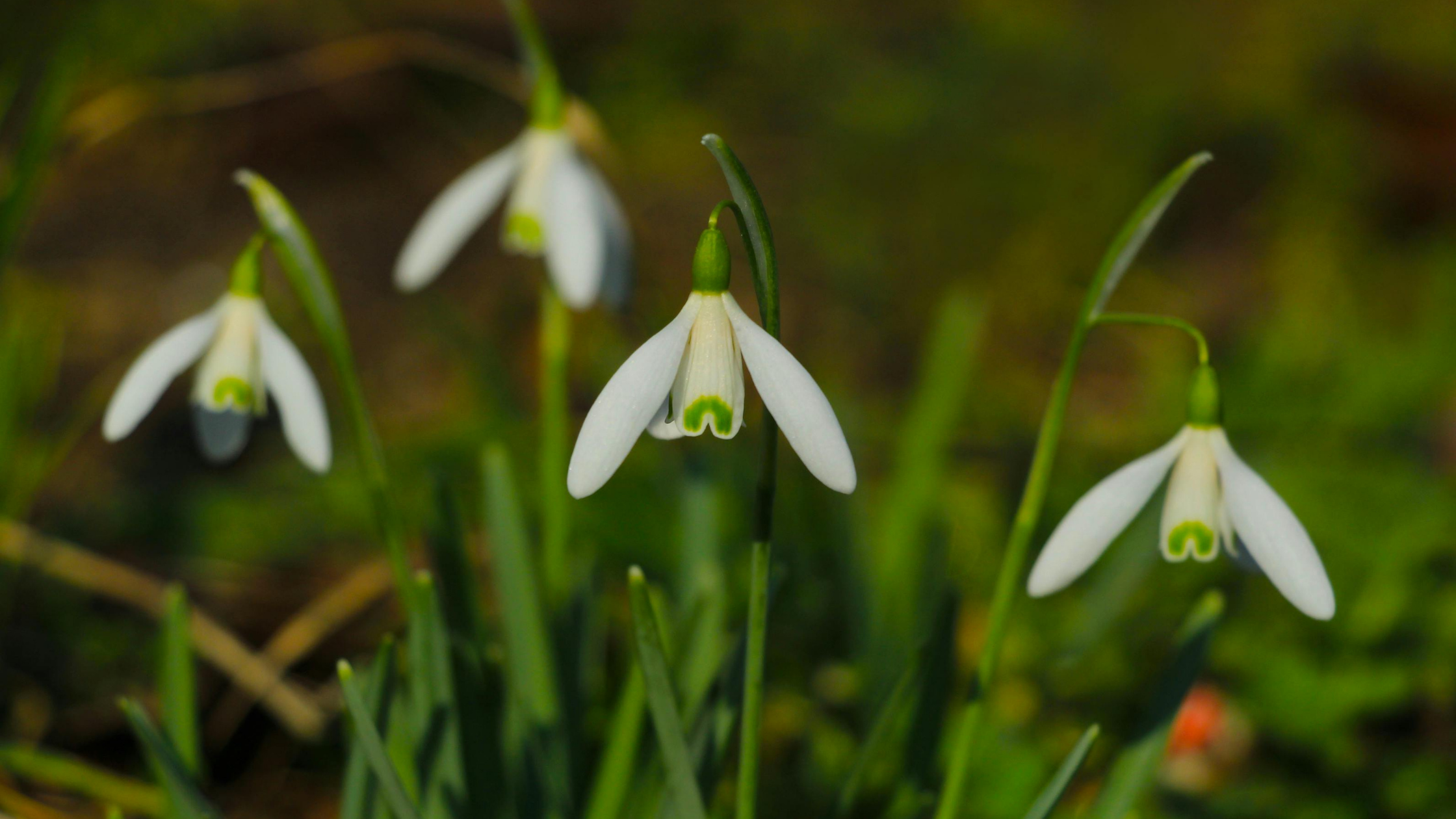 snowdrops-galanthus-flowering-in-march.png