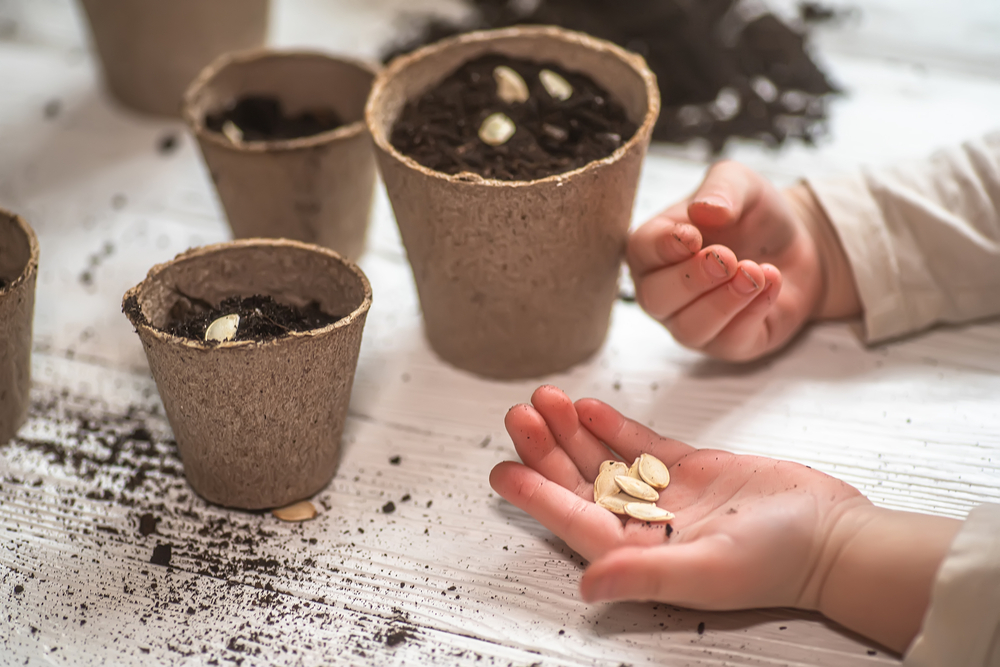 Small hands sowing seeds into cardboard pots