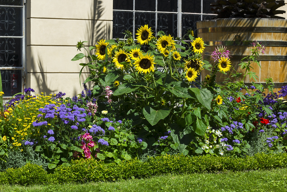Tall sunflowers in colourful flower bed