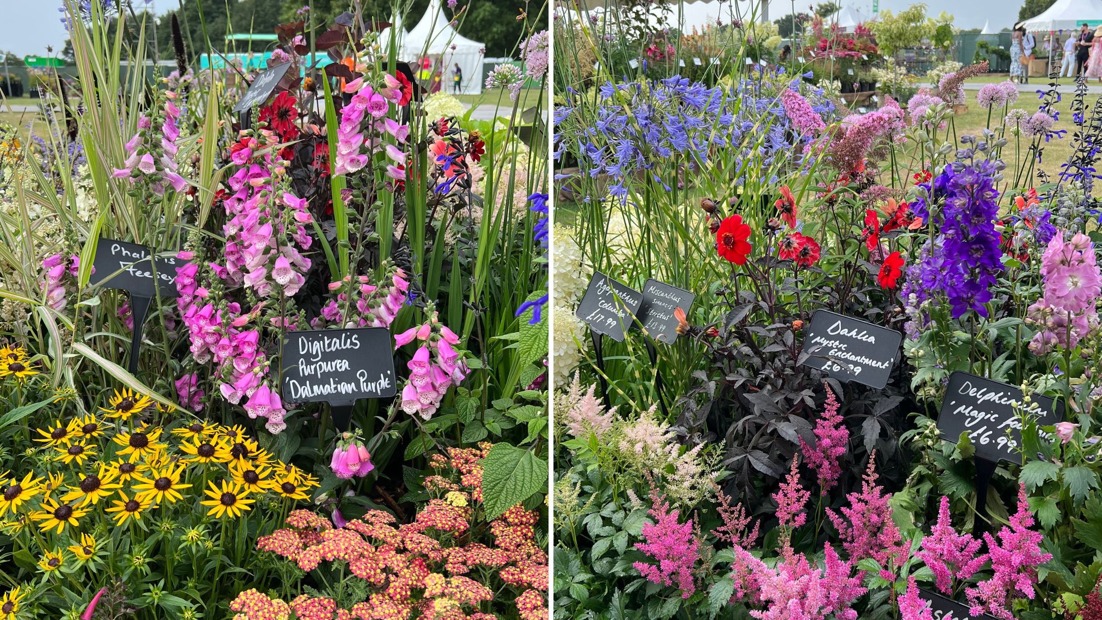 Tatton 2022 flower stall Tatton 2022 flower stall