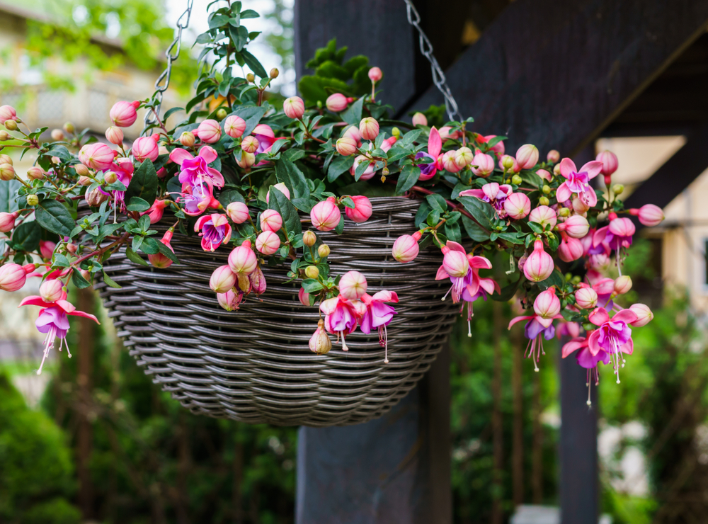 Pink and purple trailing fuchsias in a hanging basket