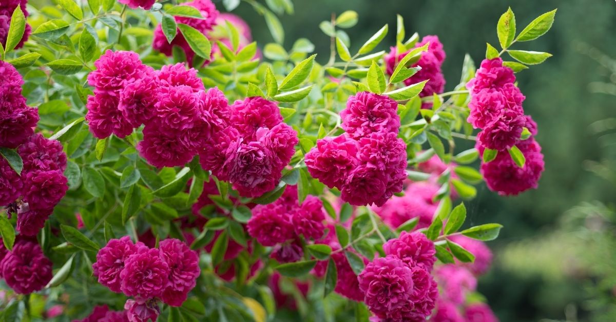 Purple roses on a bush of green foliage