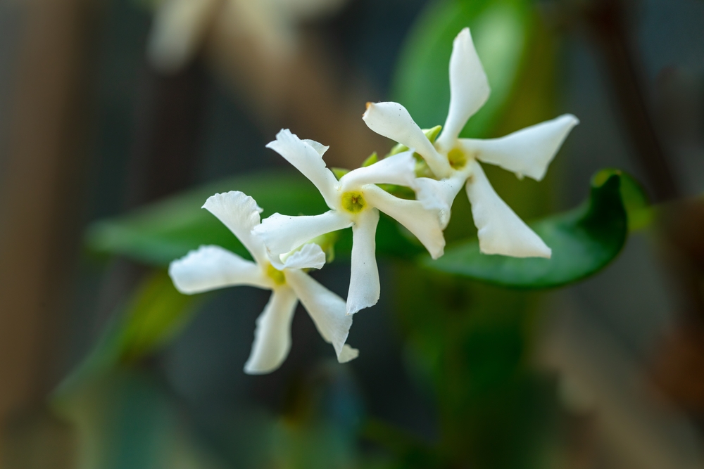Star Jasmine white flowers