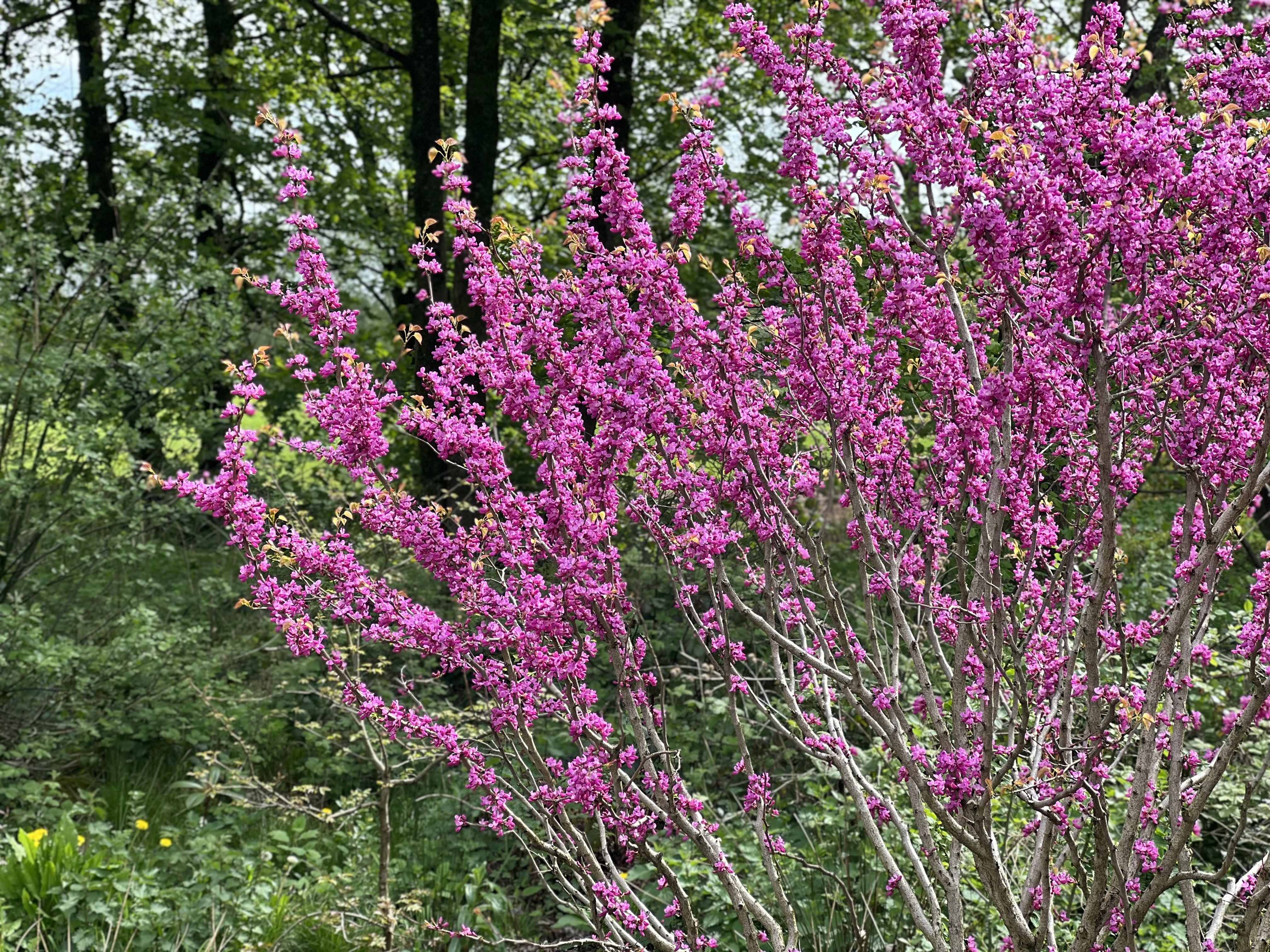 Viburnum macrocephalum in the Chinese gardens
