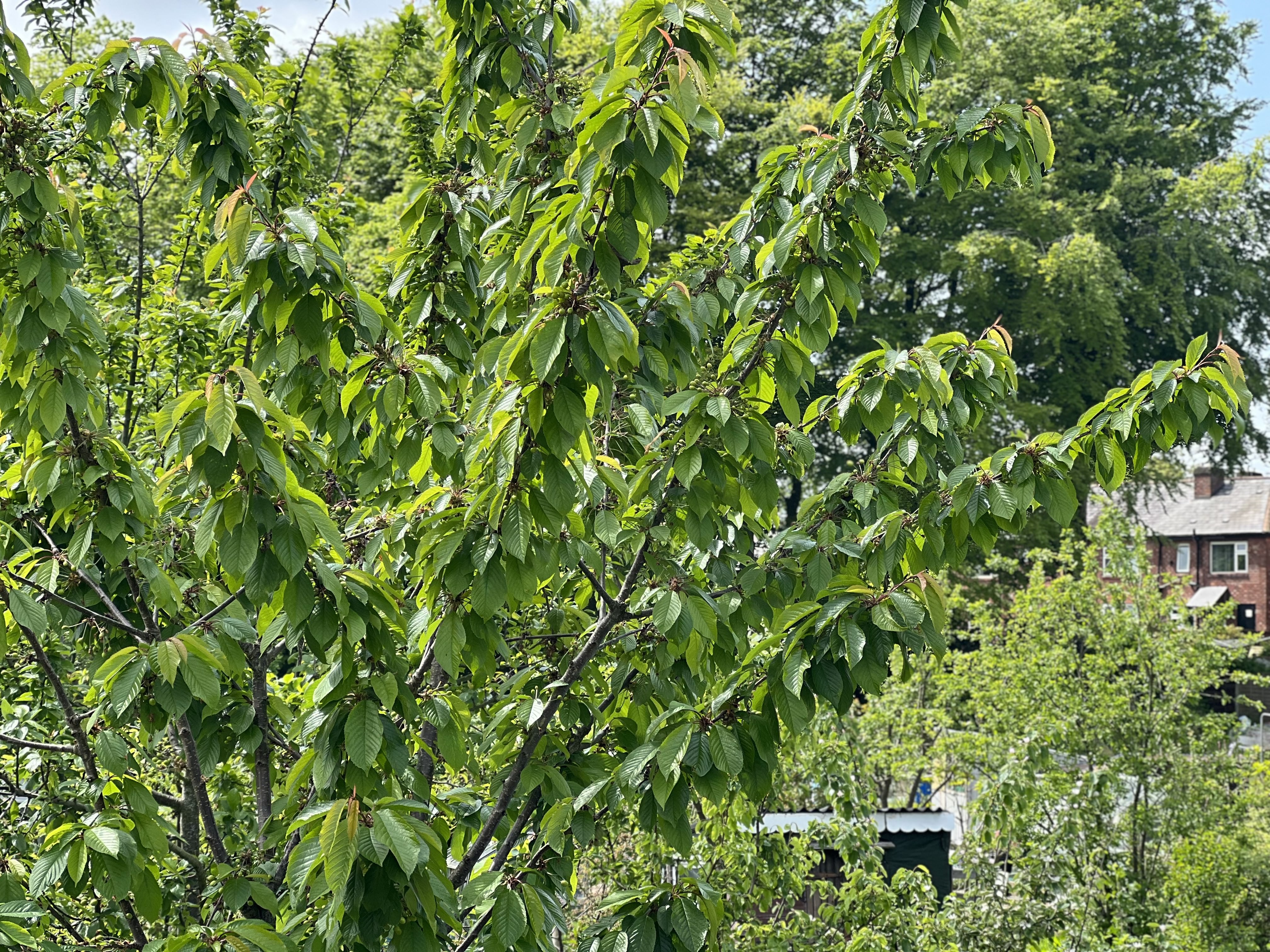 green foliage cherry tree in allotment