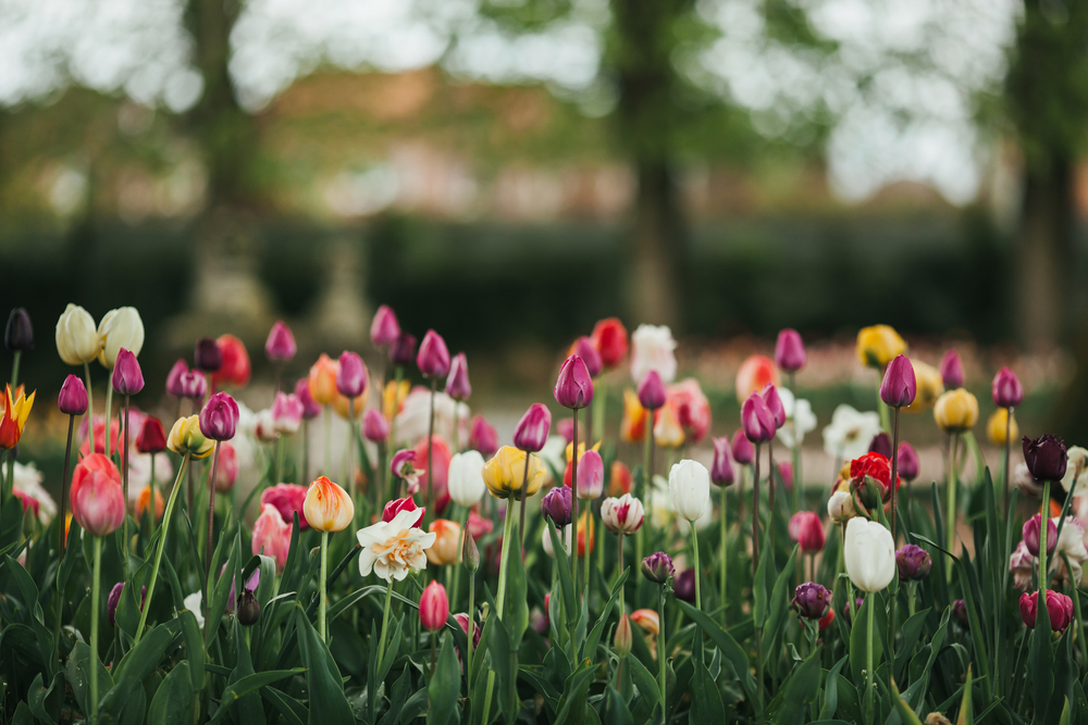 Image of Choisya companion plant tulip