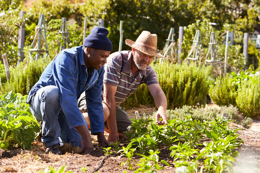 two smiling men enjoying an allotment two smiling men enjoying an allotment