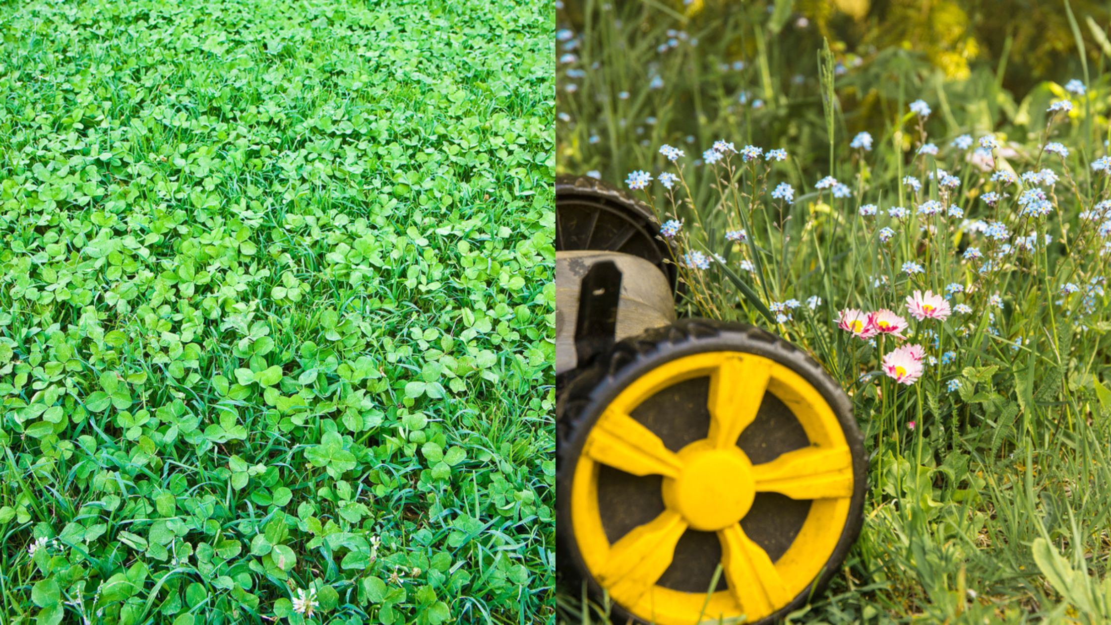 Grasses and Turf The Best Grass to Grow In Your Garden JParkers