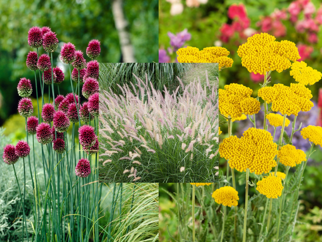 Image of Ornamental grasses and hollyhocks