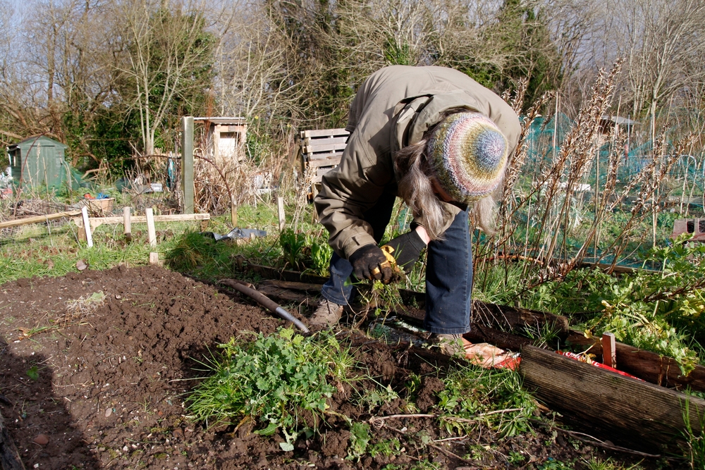 woman weeding in an allotment