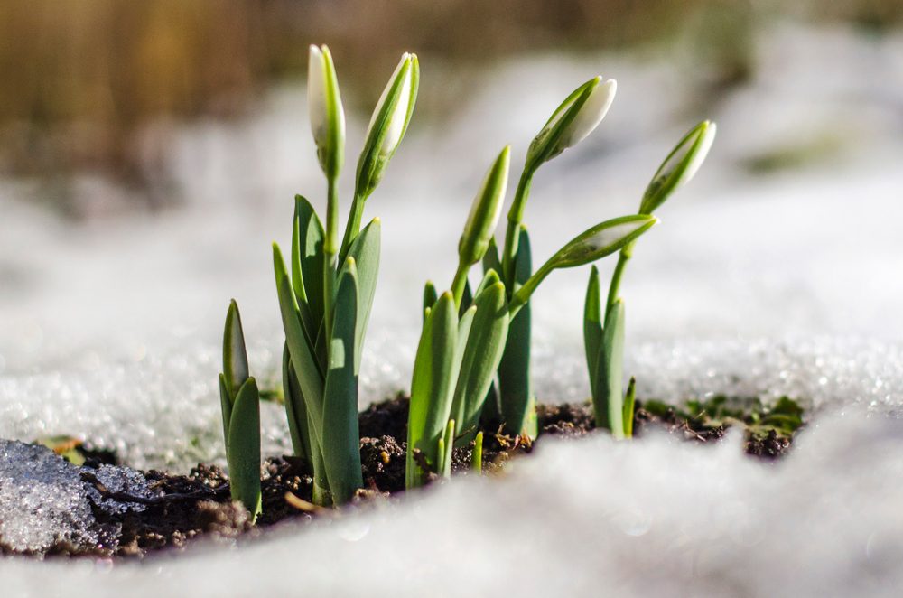 What to Plant in December JParkers