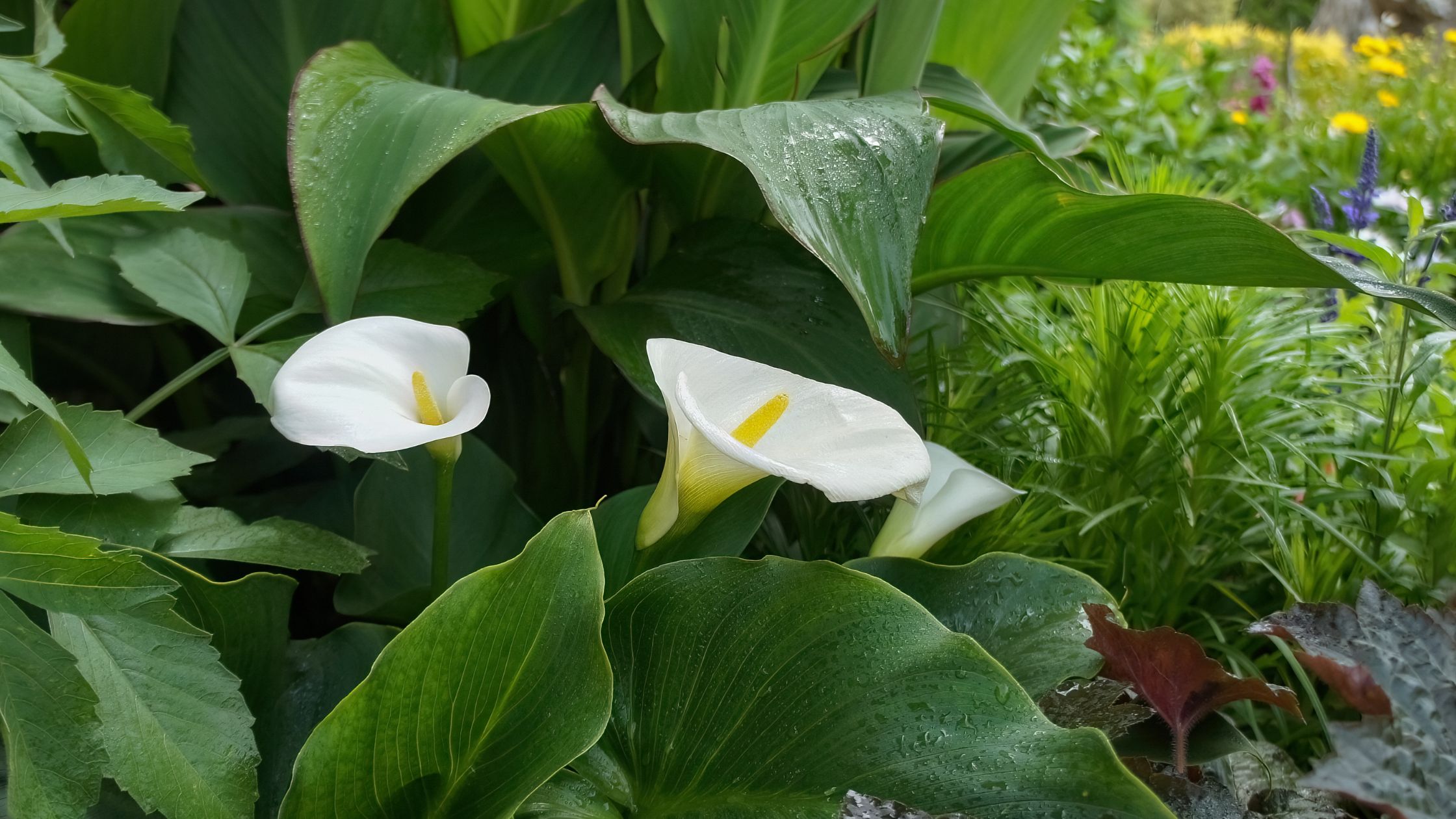 White Zantedeschia White Zantedeschia